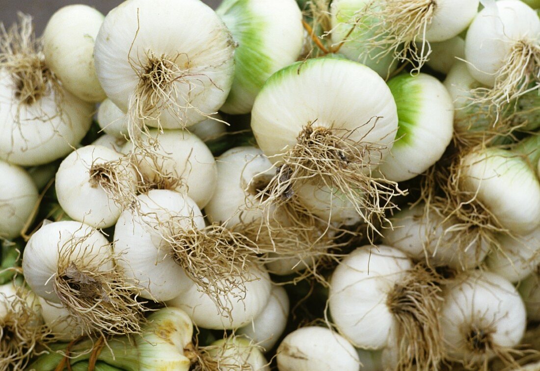 Lots of white onions (filling the picture)