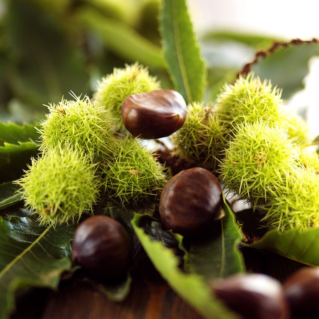 Sweet chestnuts on branch
