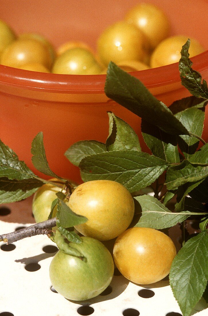 Greengages in and in front of a dish