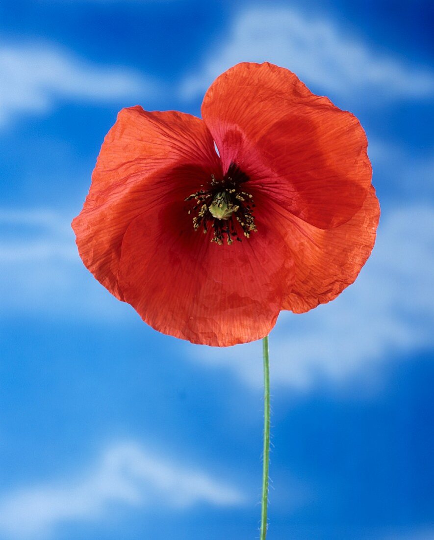 Klatschmohnblüte vor blauem Himmel