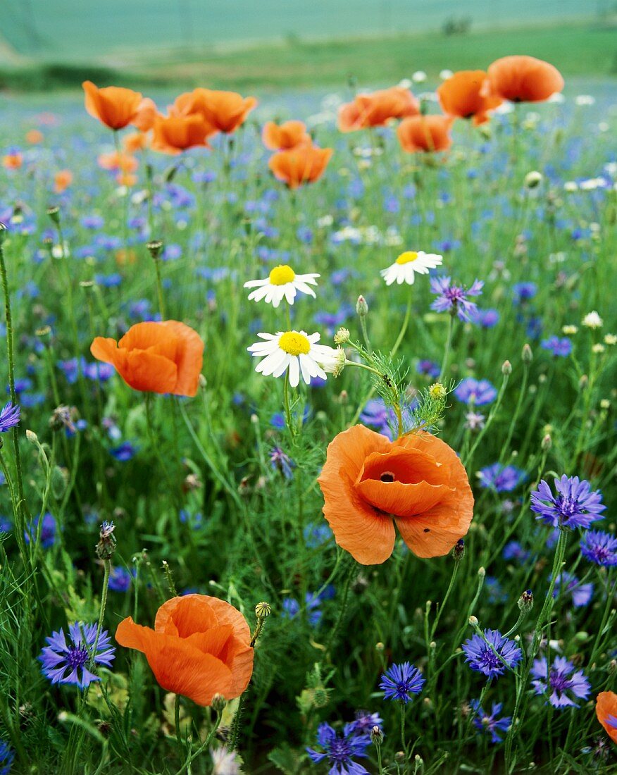 Poppy, cornflowers and chamomile in a field