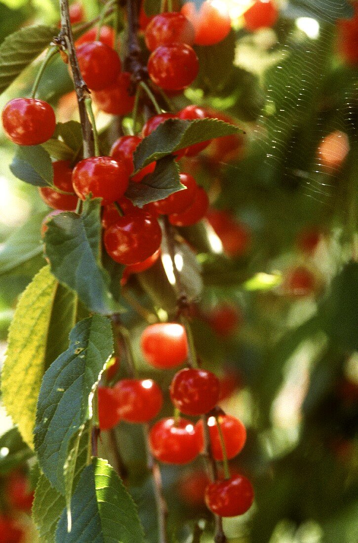 Cherries on branch