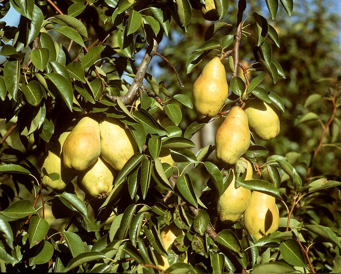 Williams' Bon Chrétien pears on the tree