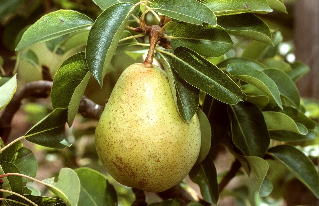 Pear (Highland variety) on tree (close-up)