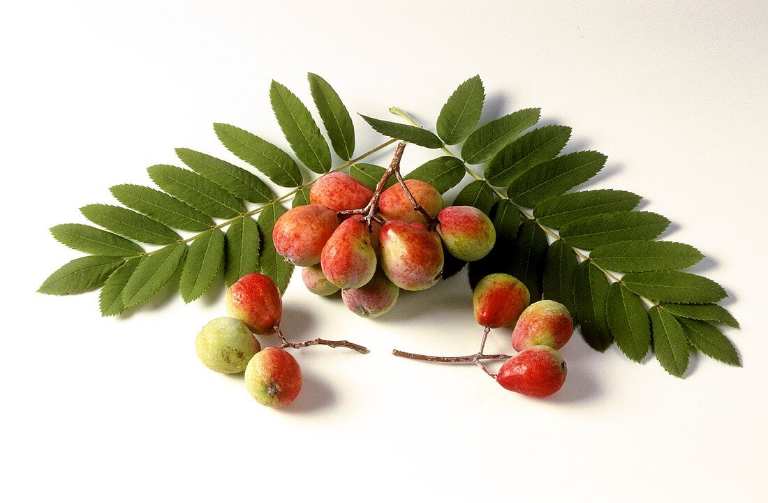 Service tree (Sorbus domestica) fruit and leaves