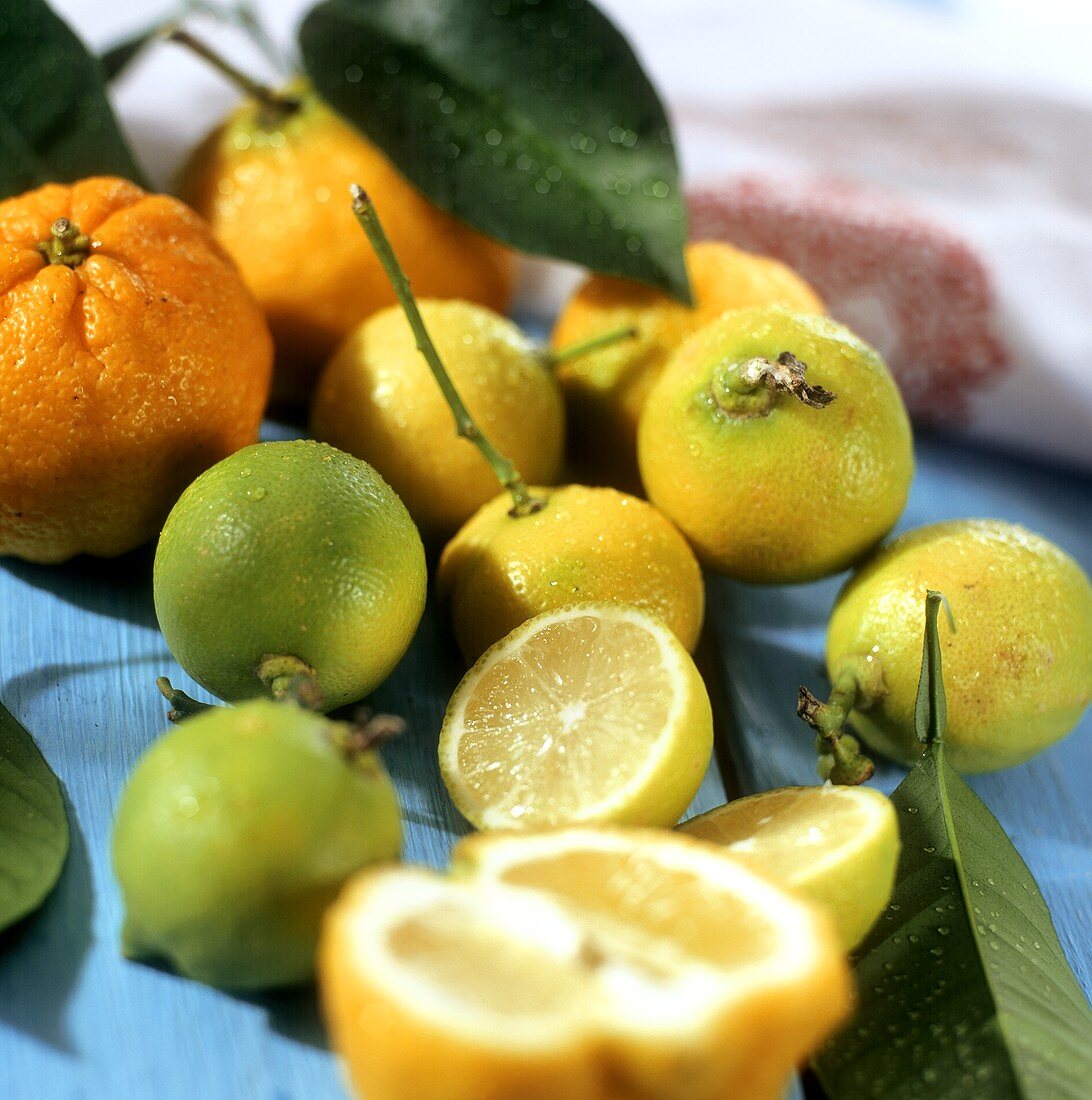Stillleben mit Limetten (Limonen) und Bergamott-Orangen