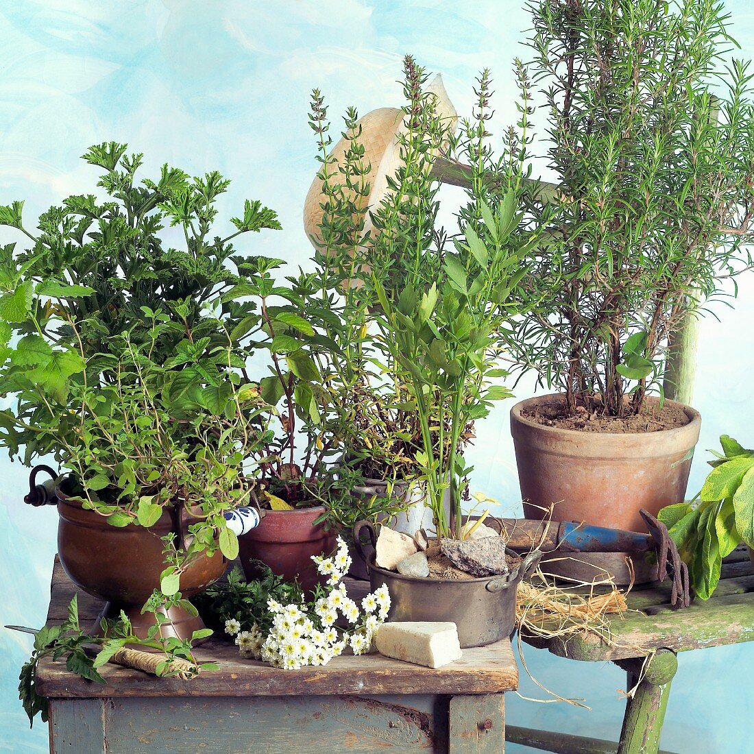 Fresh herbs in flowerpots, garden tools