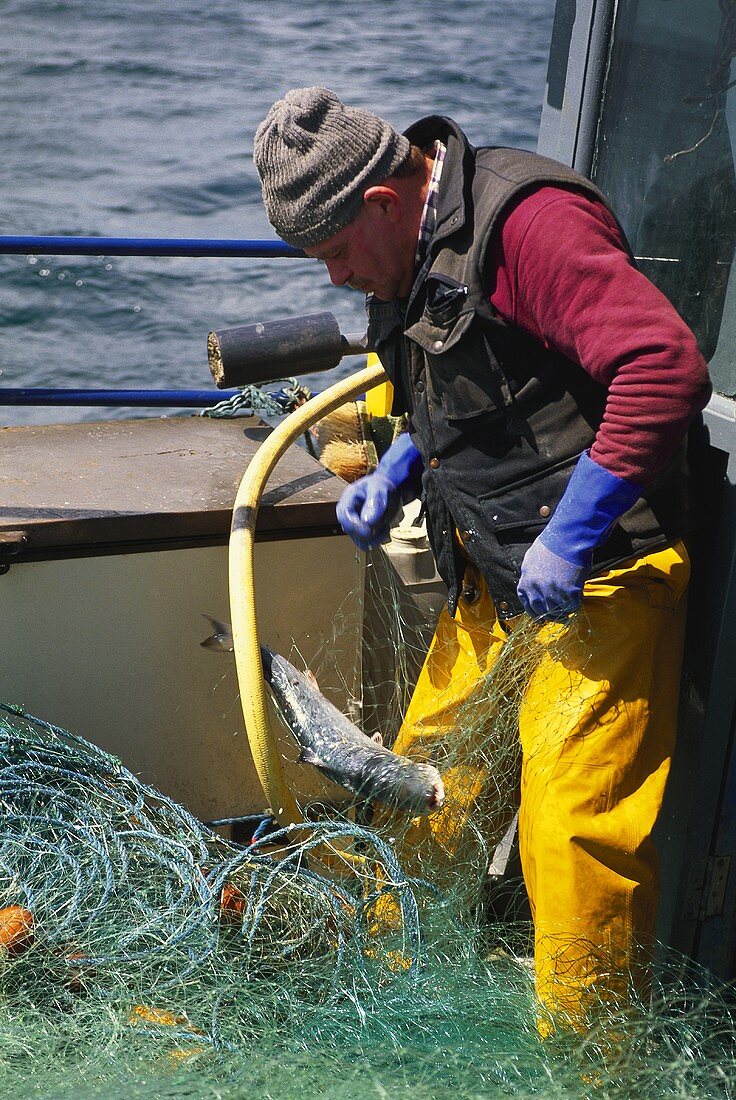 Irischer Fischer nimmt vorsichtig einen Wildlachs aus dem Netz