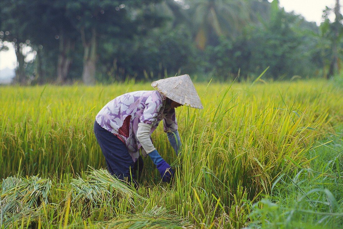 Vietnamesische Feldarbeiterin bei der Reisernte