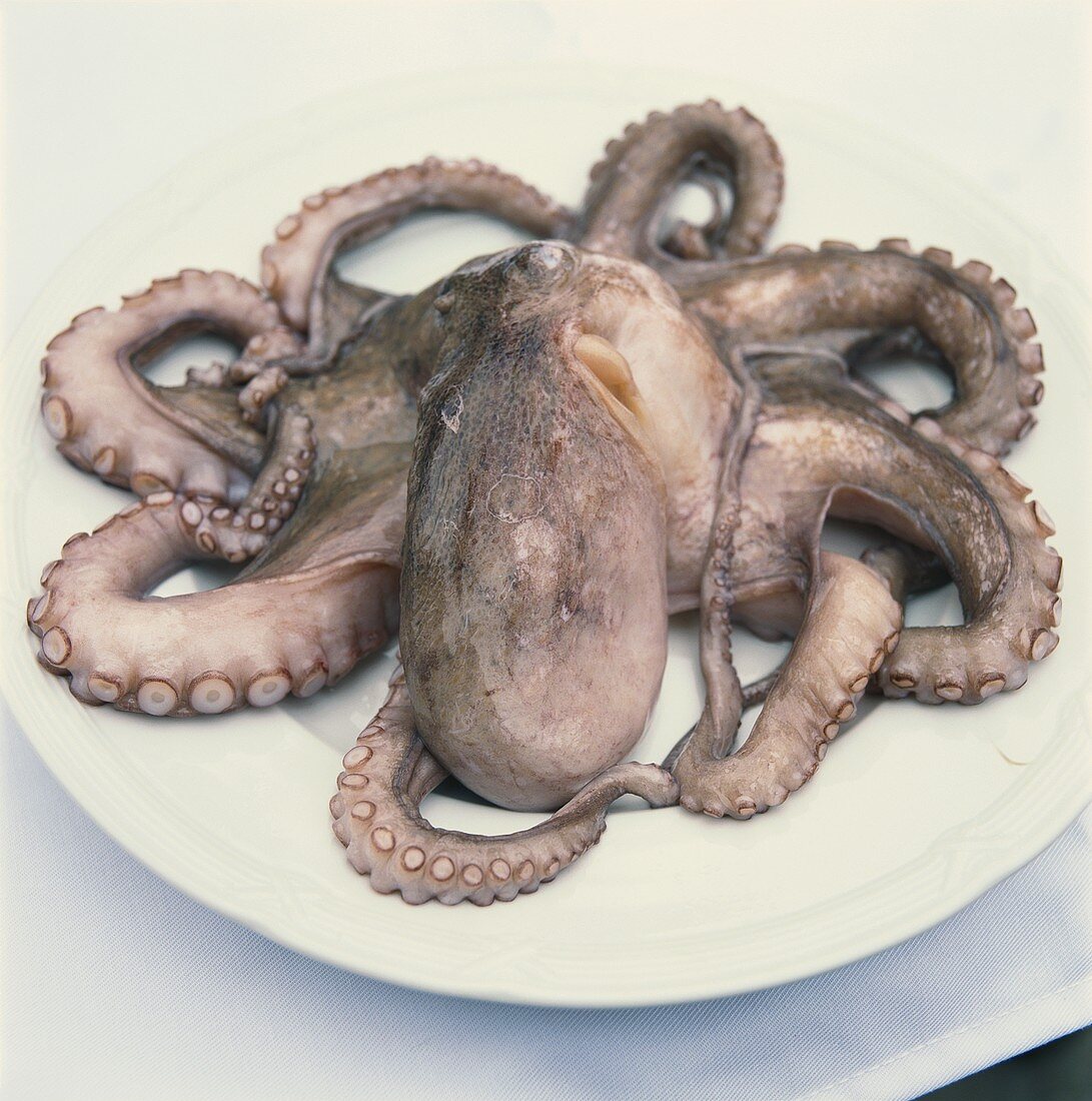 Krake (Octopus vulgaris) auf einem Teller