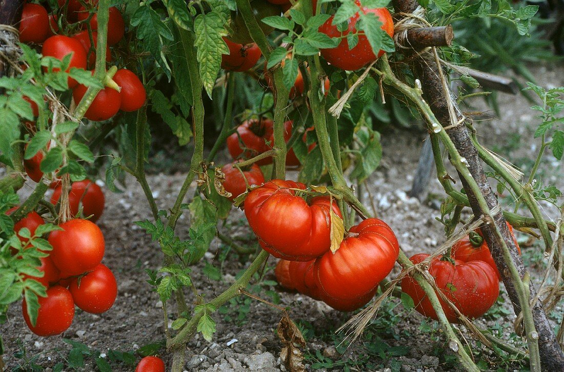Tomaten der Sorte Géante Vincent am Strauch