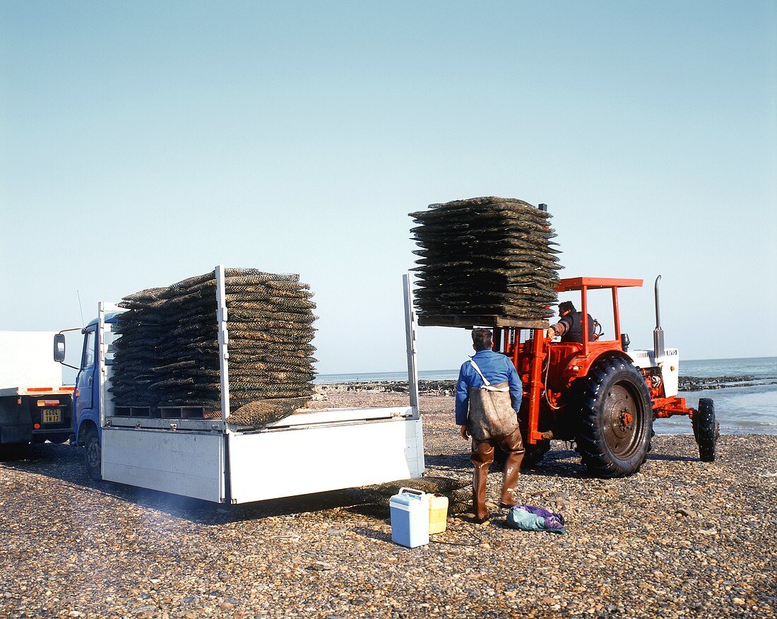 Loading freshly harvested oysters, W. France