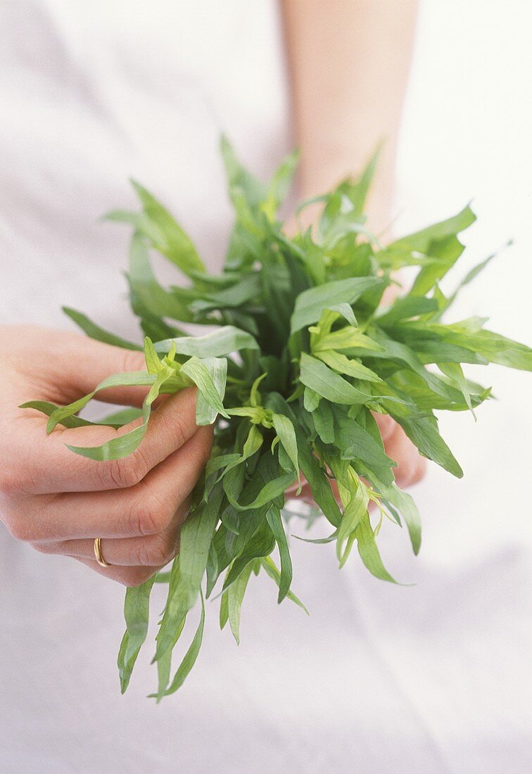 Hands holding tarragon