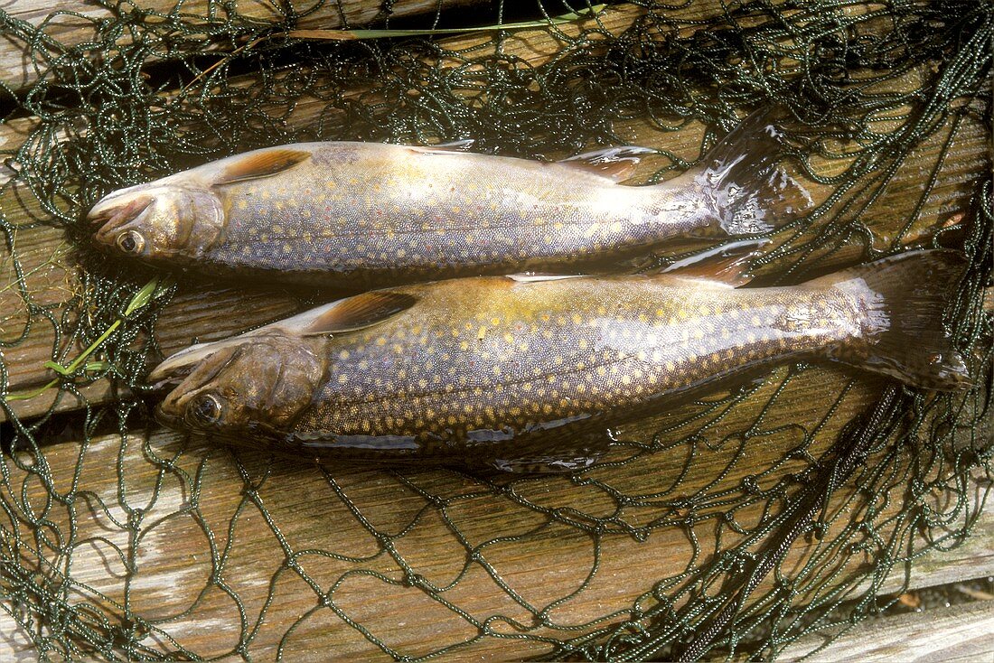 Two freshly caught brook trout