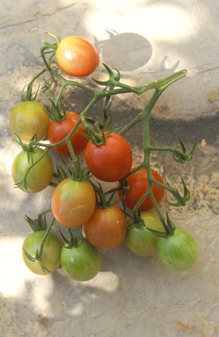 Cherry tomatoes, variety Pink Cherry Tomato (or Cerise Pink)
