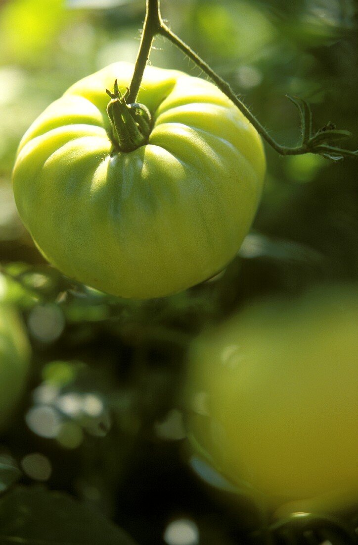 Unreife Tomaten der beigefarbenen Tomatensorte White Wonder