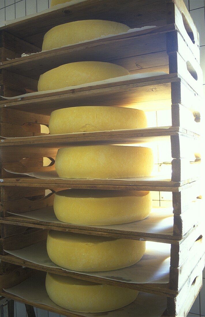 Munster cheese on shelves in a ripening room (France, Alsace)