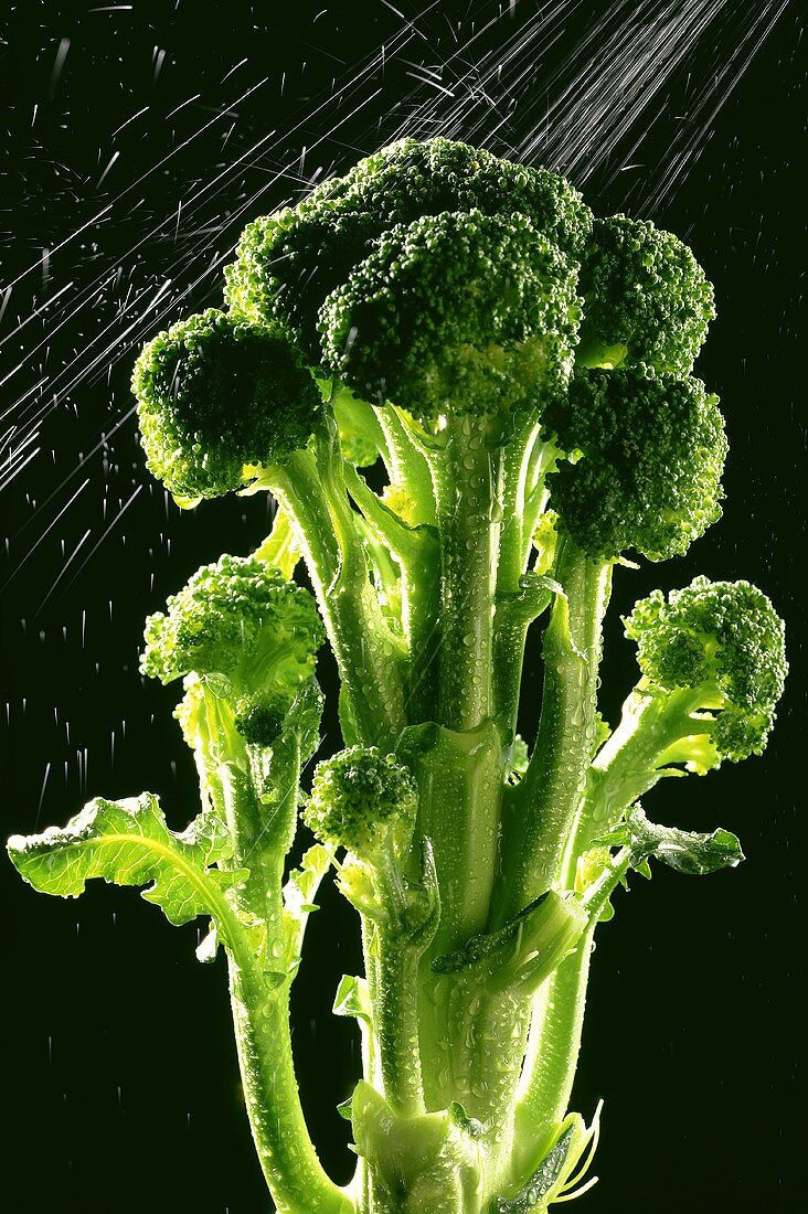 Sprig of broccoli with splashes of water