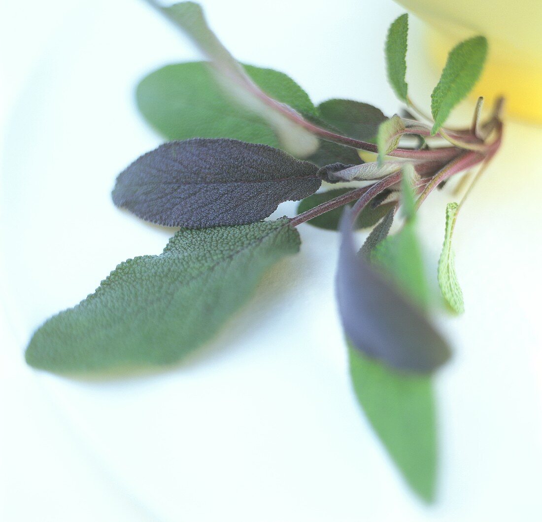 Sprig of sage