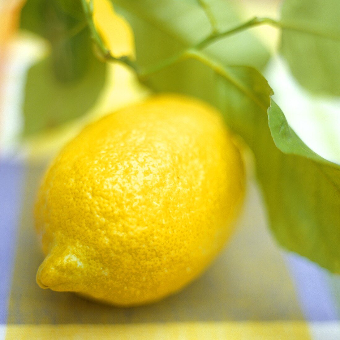 Lemon with twig and leaves