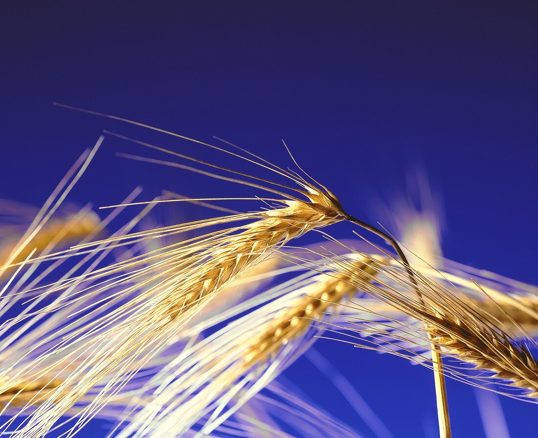 Ears of barley against blue background