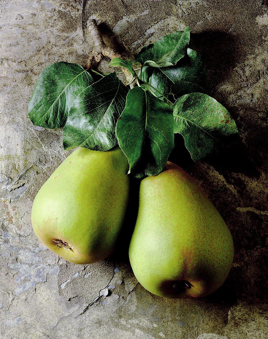 Two pears with twigs and leaves (Alexander Lucas variety)