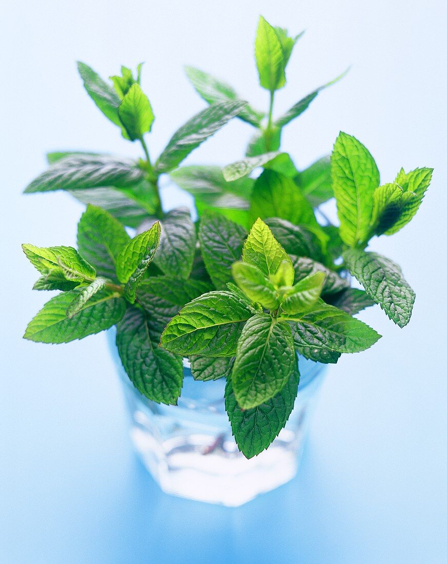 Fresh peppermint in glass of water