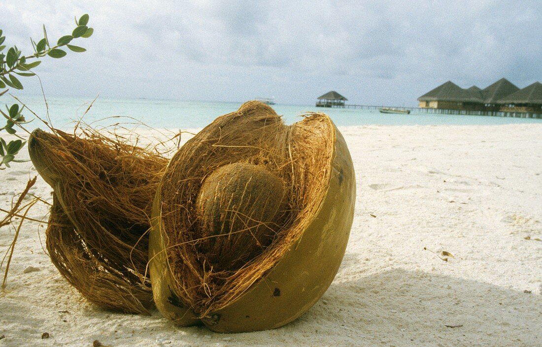 Kokosnuss in der Schale, im Sand liegend