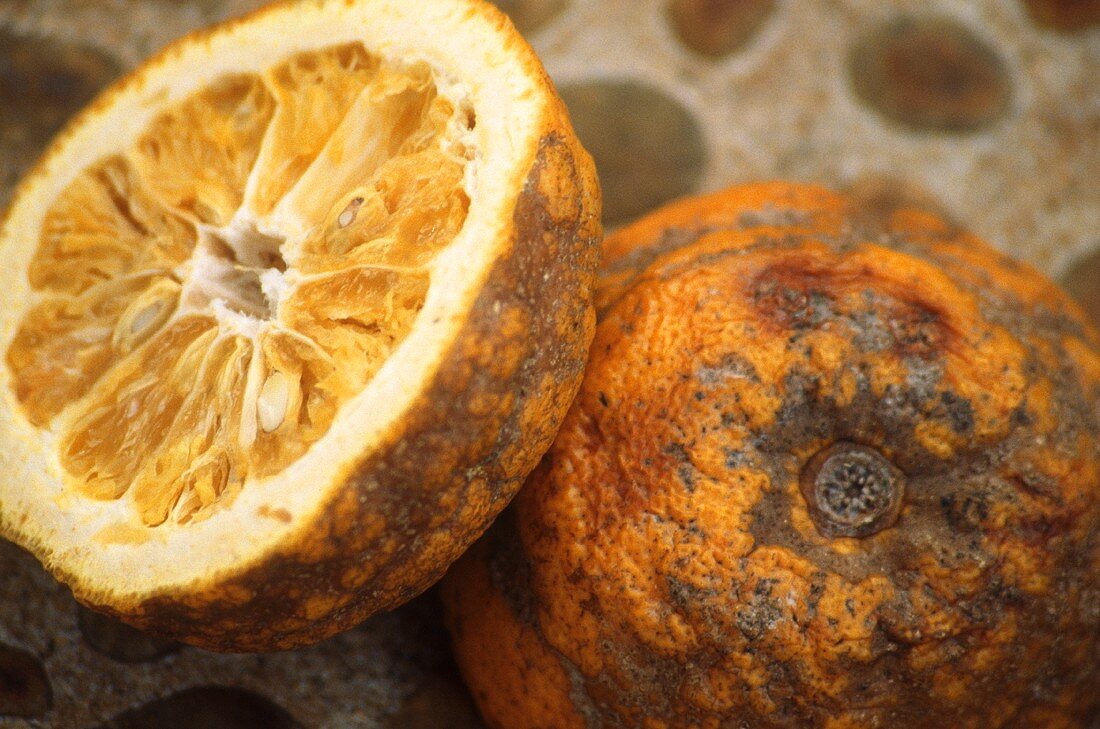 Rotten bitter oranges (Citrus aurantium L.)