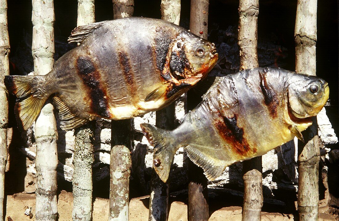 Pacu (Colossoma bidens, piranha) on barbecue (Brazil)