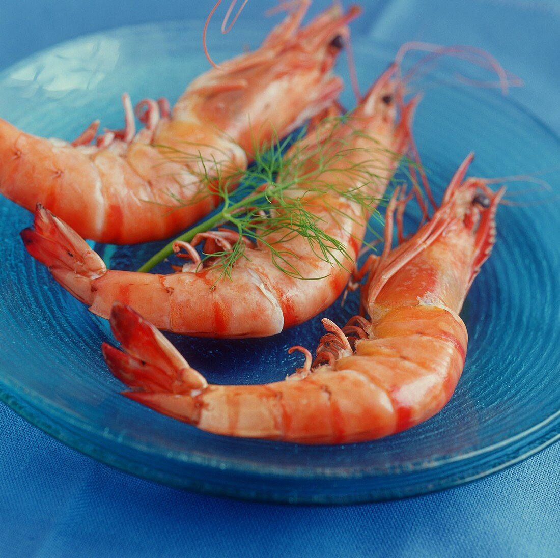 Shrimps on blue plate