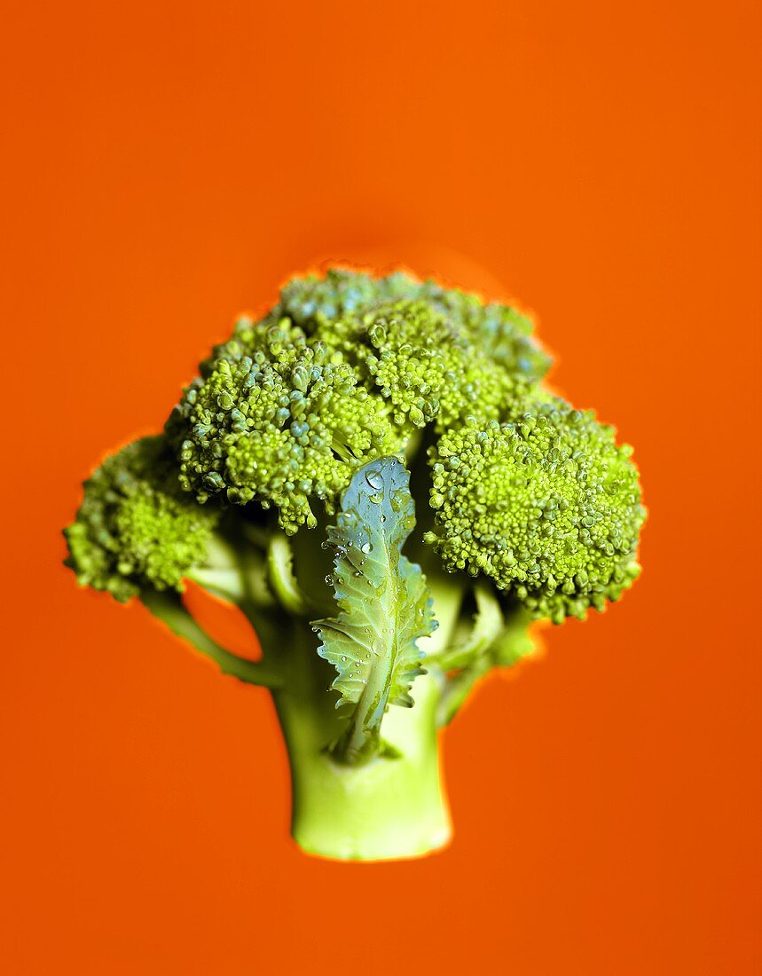 Broccoliröschen vor rotem Hintergrund