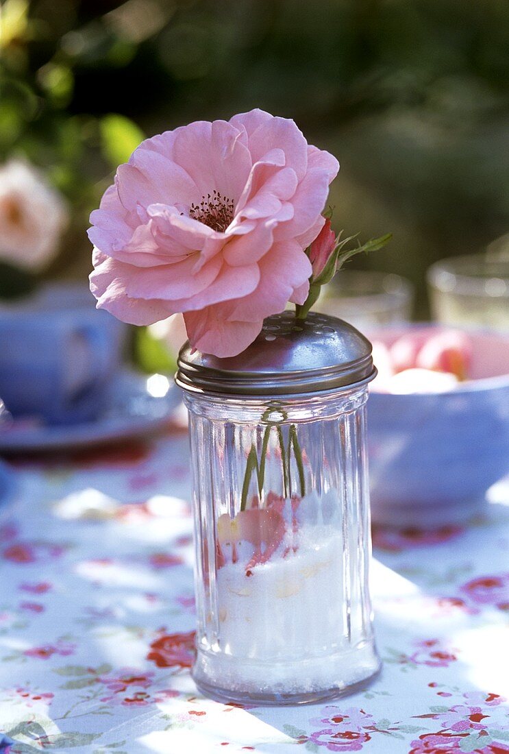 Aufgeblühte Rose in einem Zuckerstreuer