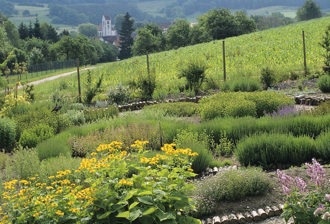 Various herbs in garden