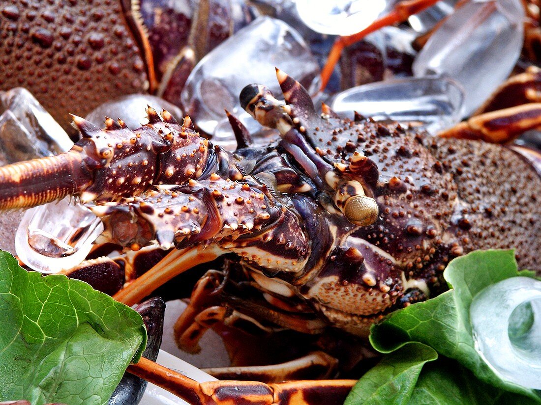 Detail of a fresh spiny lobster (Panulirus penicillatus)