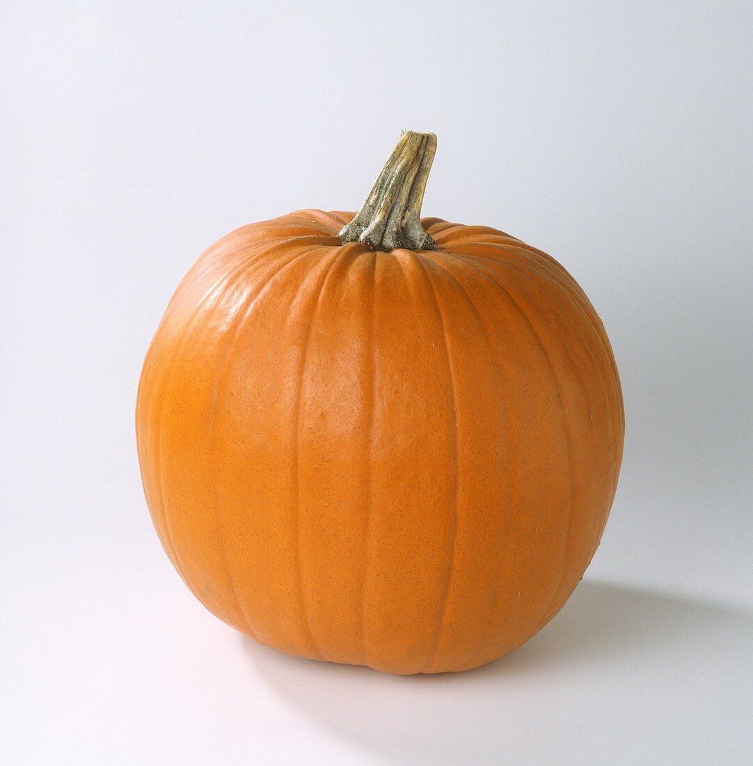 Jack O' Lantern (pumpkin)
