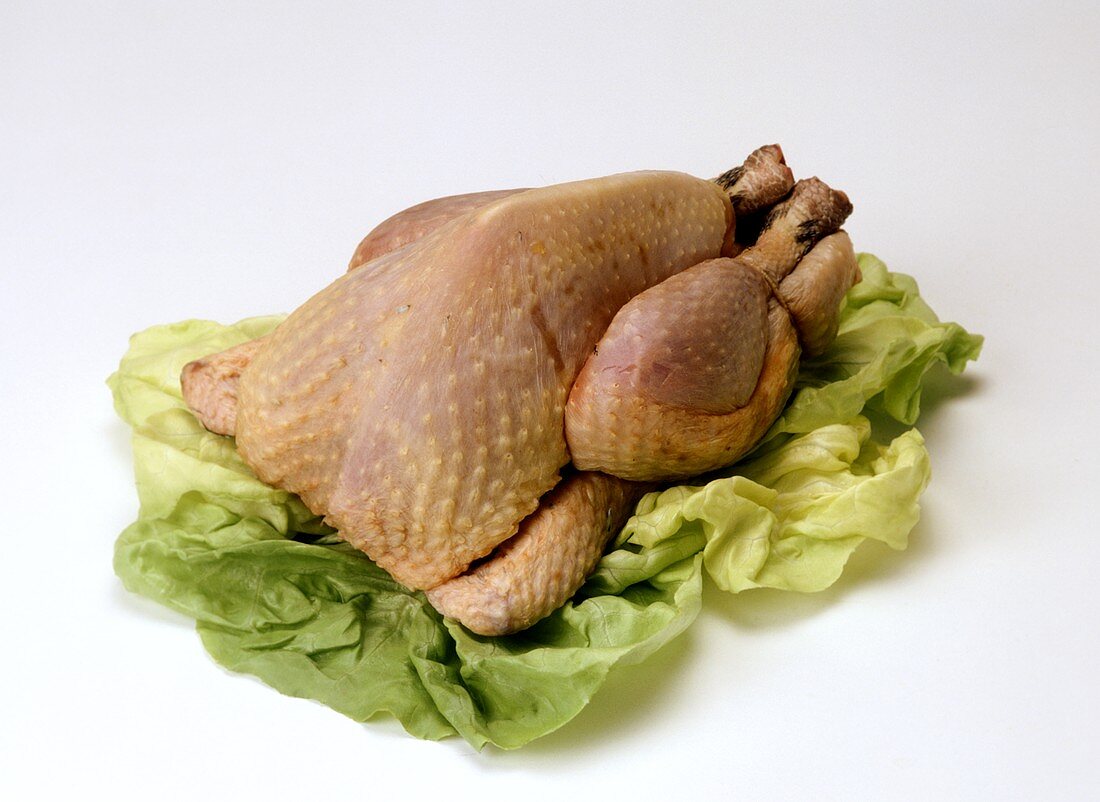 Whole fresh chicken on lettuce leaves