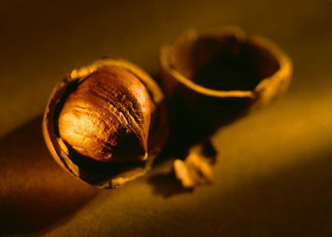 Freshly opened hazelnut