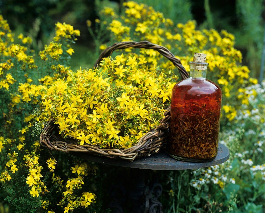 Home-made St. John's wort oil and flowering St. John's wort