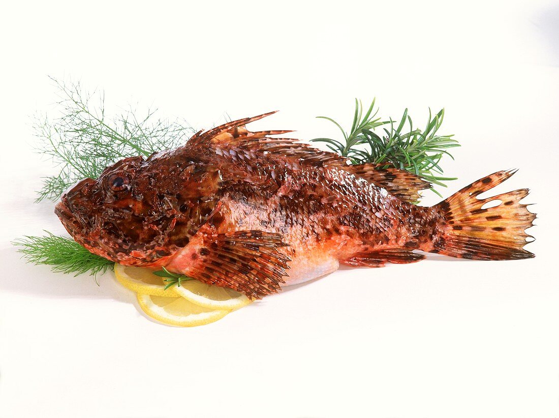 Scorpion fish, herbs and slices of lemon