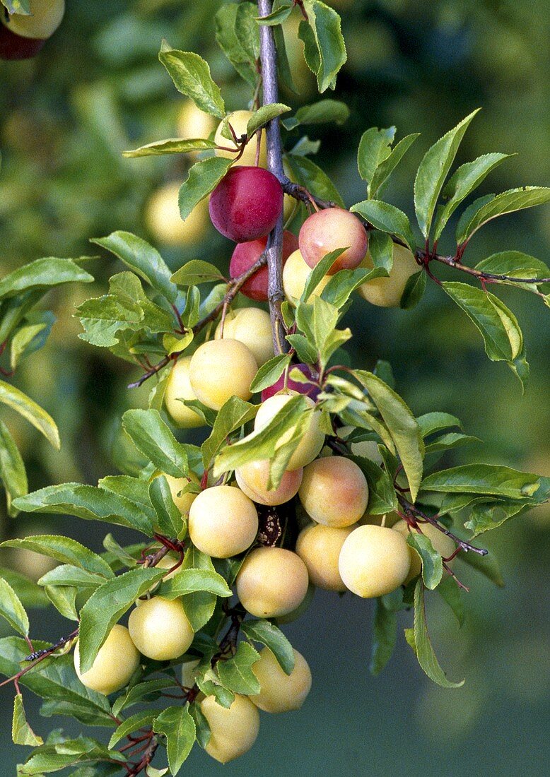 Yellow Plum Tree