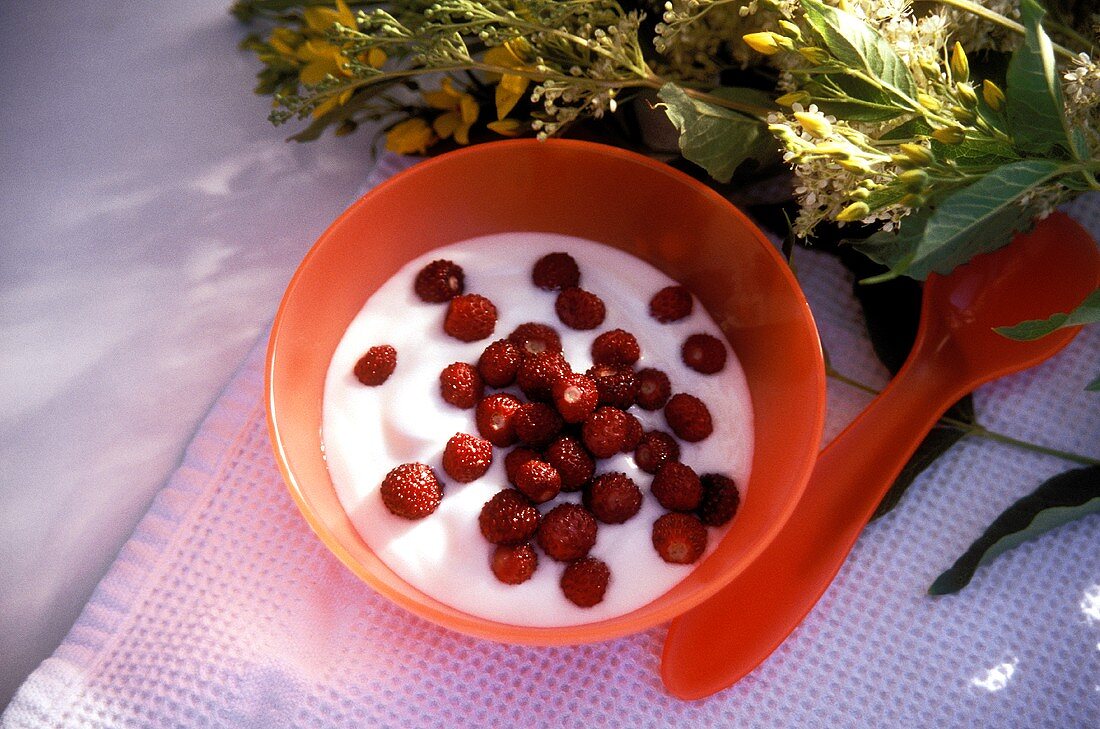 A bowl of yoghurt with wild strawberries