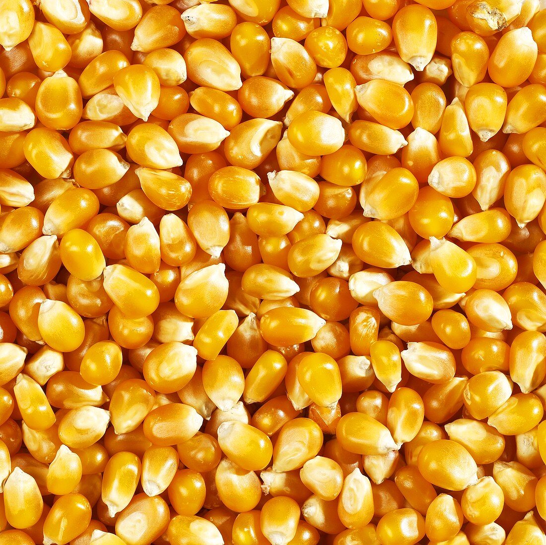 Grains of corn, filling the picture