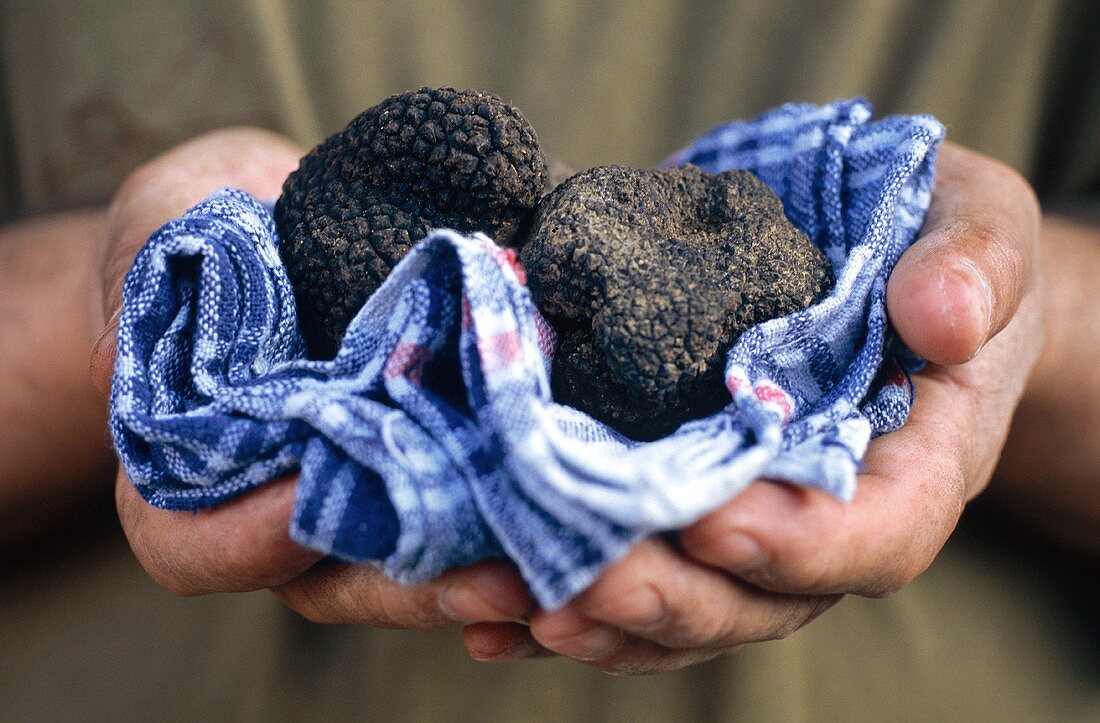 Hand holding black truffle in a kitchen cloth