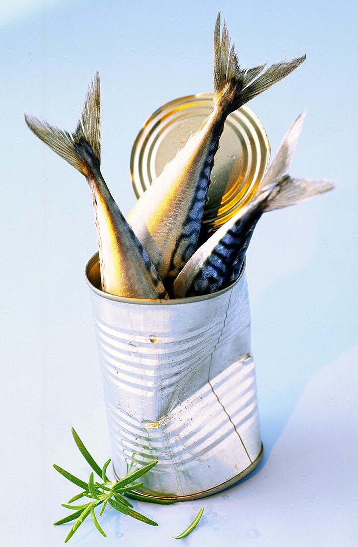 Three fish (mackerel) in a tin
