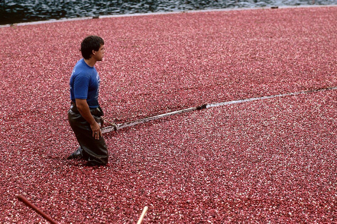 Ein Mann beim Ernten von Cranberries