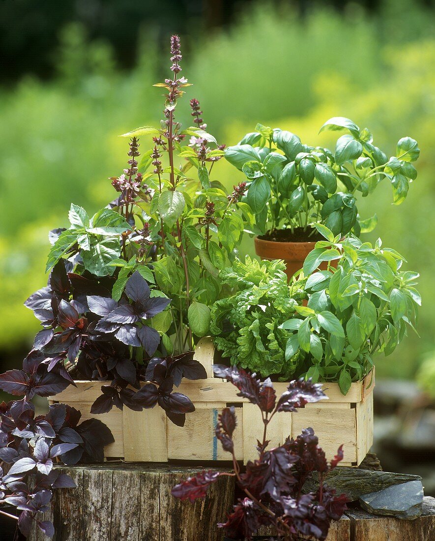 Pots of herbs in a chip basket