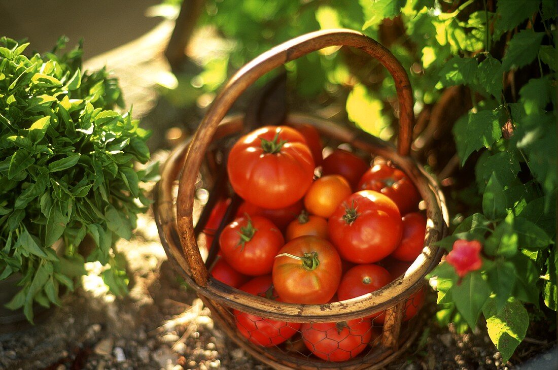 A basket of tomatoes in the garden