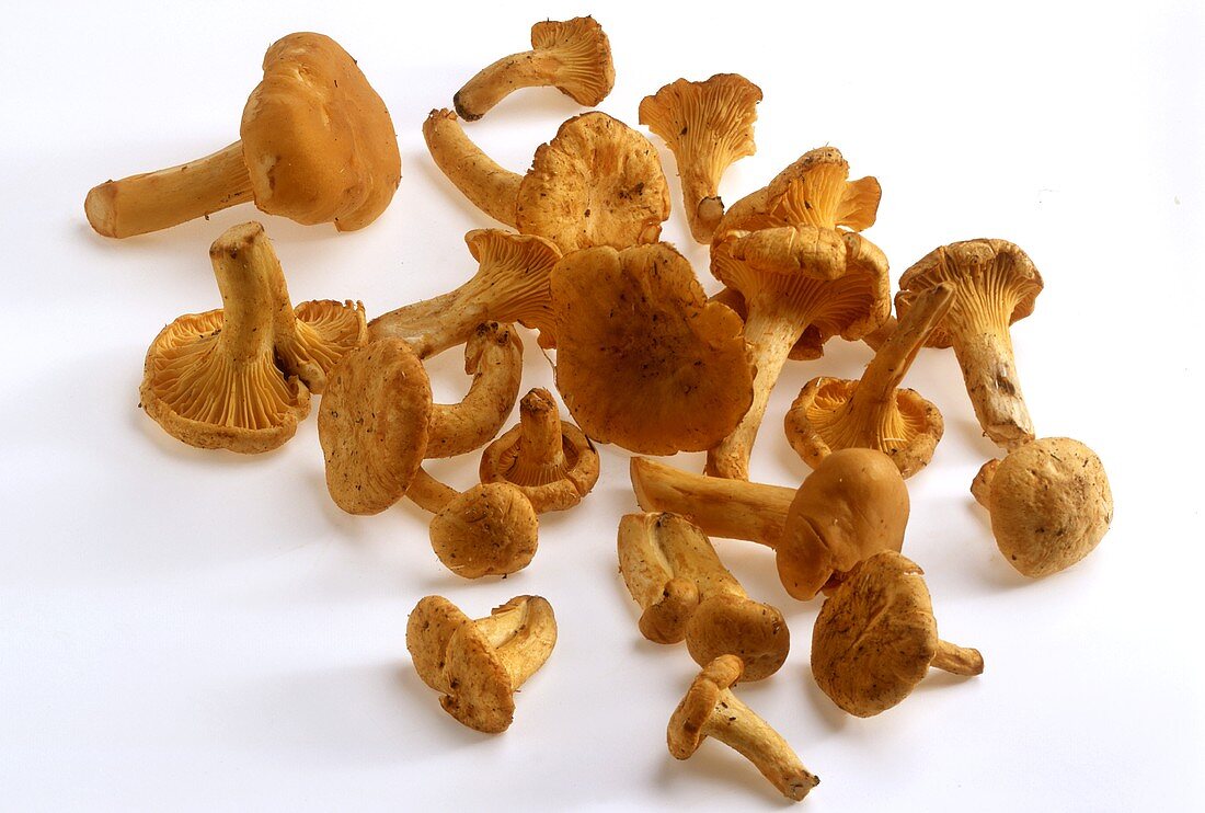 Chanterelles