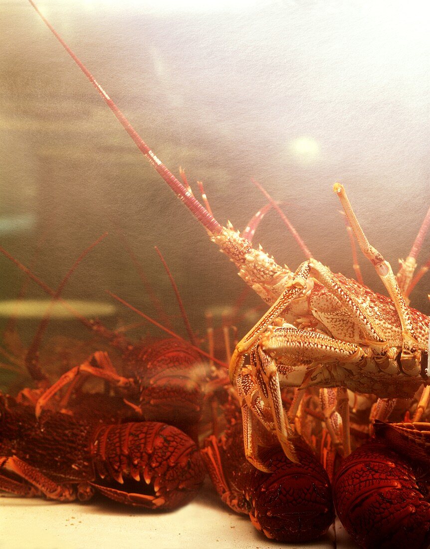 Living spiny lobsters and lobsters in a tank